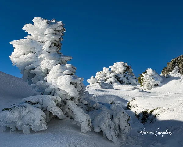 Small evergreen trees heavily covered in white snow and rime ice